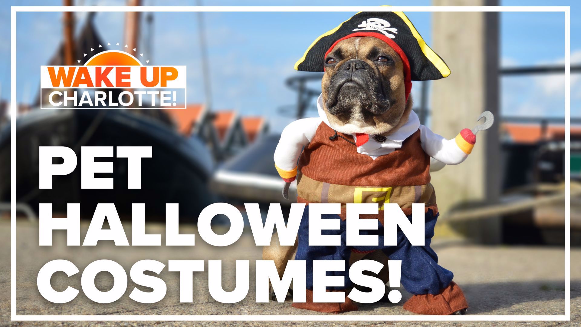 How To Safely Dress Your Pet Up For Halloween