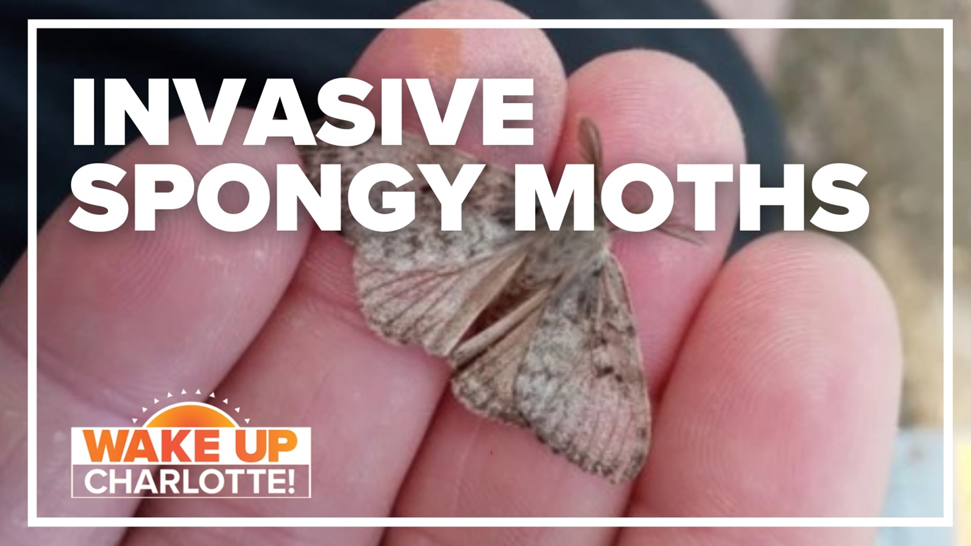 Spongy moths are an invasive species and experts are trying to slow the spread before it's too late.