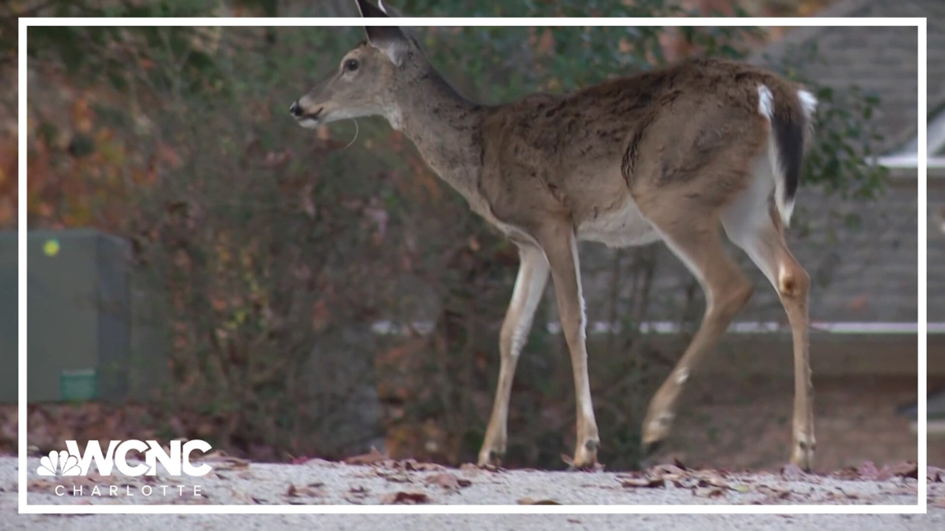 This comes after a lot of people were disappointed by the city's progress reducing its out of control deer population.