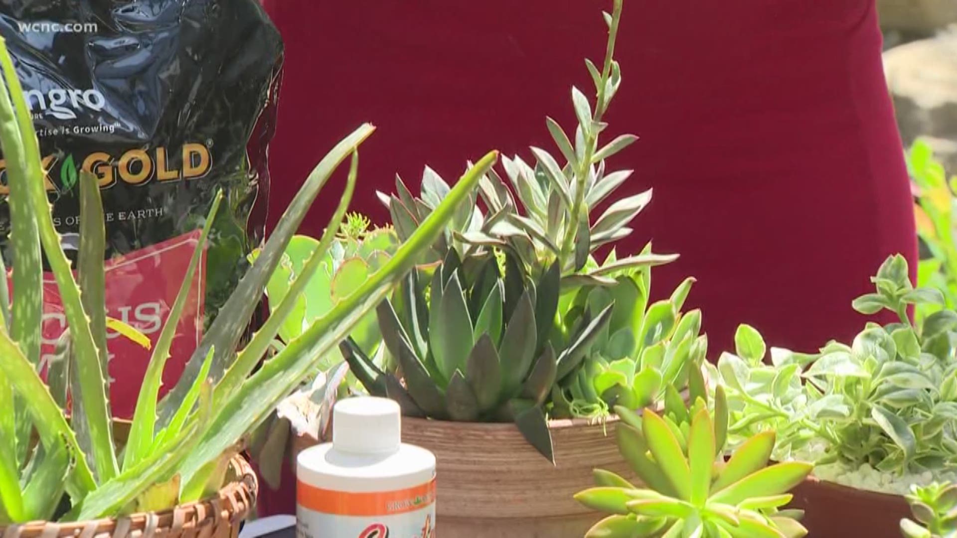 Succulents are popular because they’re beautiful and easy to care for. Pike Nursery shows us how to care for succulents and make your own container garden.