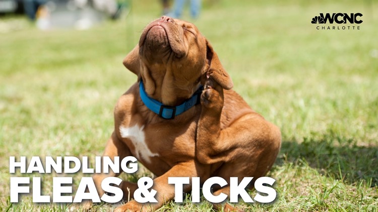 Handling fleas and ticks