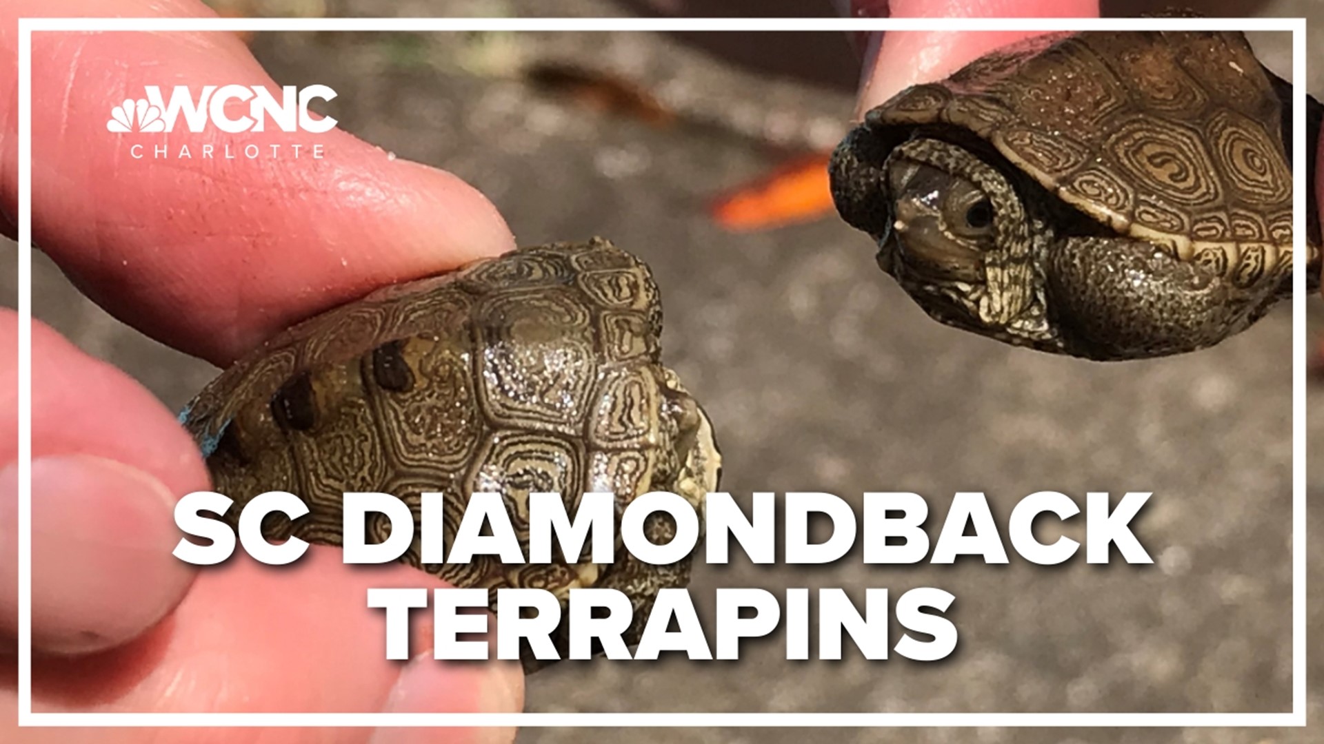 As adorable diamondback terrapins emerge in SC coastal marshes, the SCDNR wants to know if you spot one
