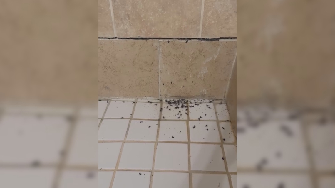 Residents experiencing 'condemned' living conditions in Gastonia rental homes