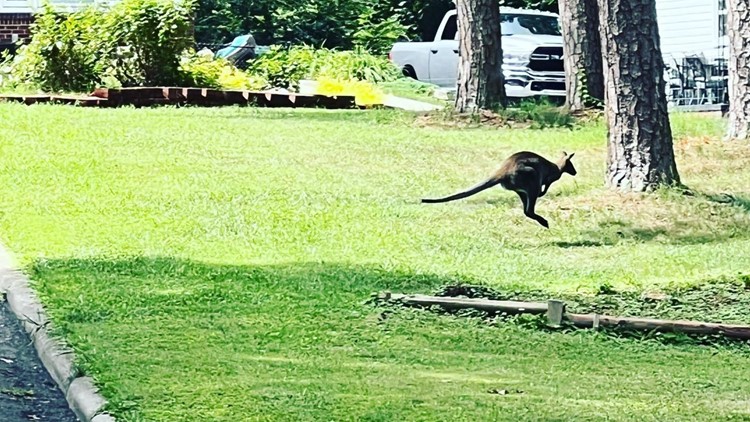 'A sight to see': Wallaby hops around Gastonia neighborhood