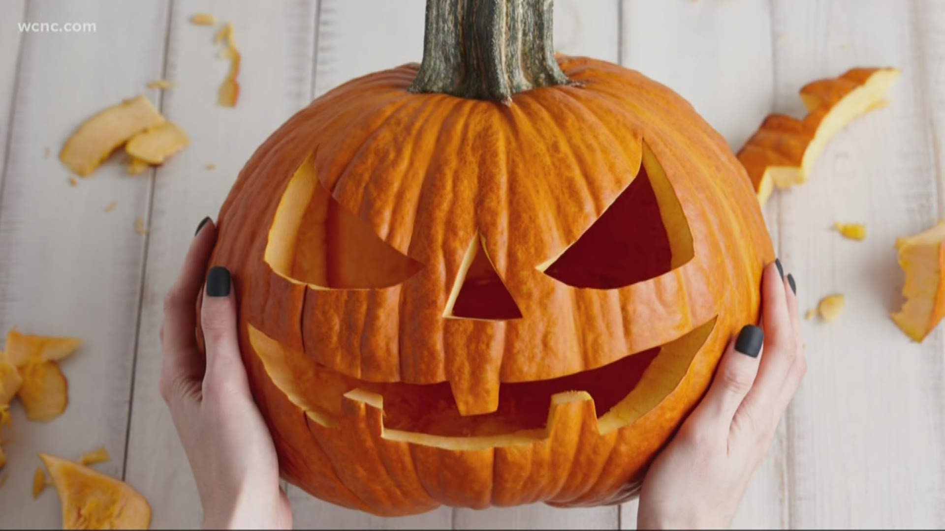 Are your pumpkins looking a little off? Here's what you need to do to keep them looking fresh and clean through Halloween and the fall.
