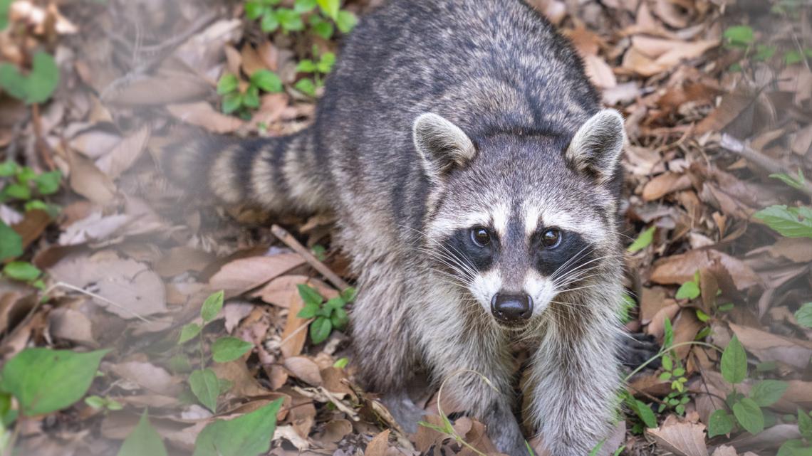 Lincoln County confirms 15th rabies case of 2025 in racoon | wcnc.com