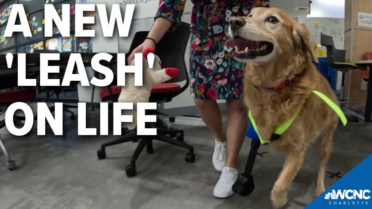 High schoolers make prosthetic for dog who lost leg to cancer