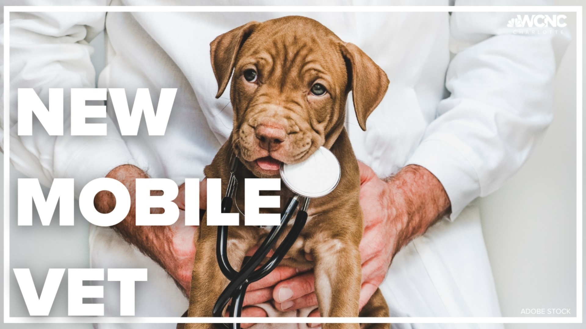 A new mobile veterinarian company is seeking solutions to understaffed animal clinics and overwhelmed vets struggling with burnout.