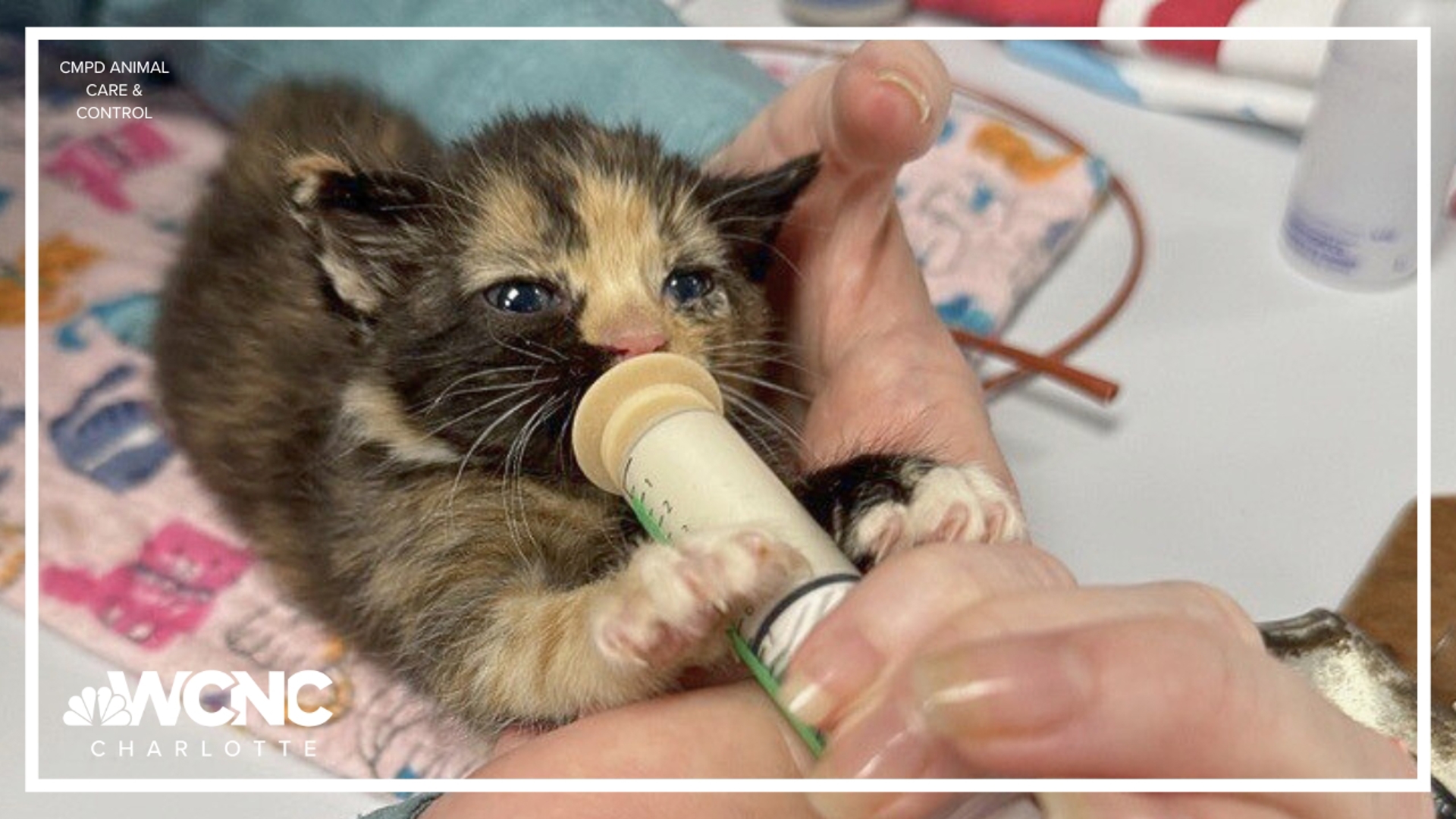 CMPD Animal Care and Control is running out of room to house the booming cat population. Fosters and kitten volunteers can help ease the burden.