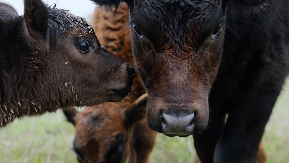 Boone police say cows helped them track down a suspect - Vimarsana News