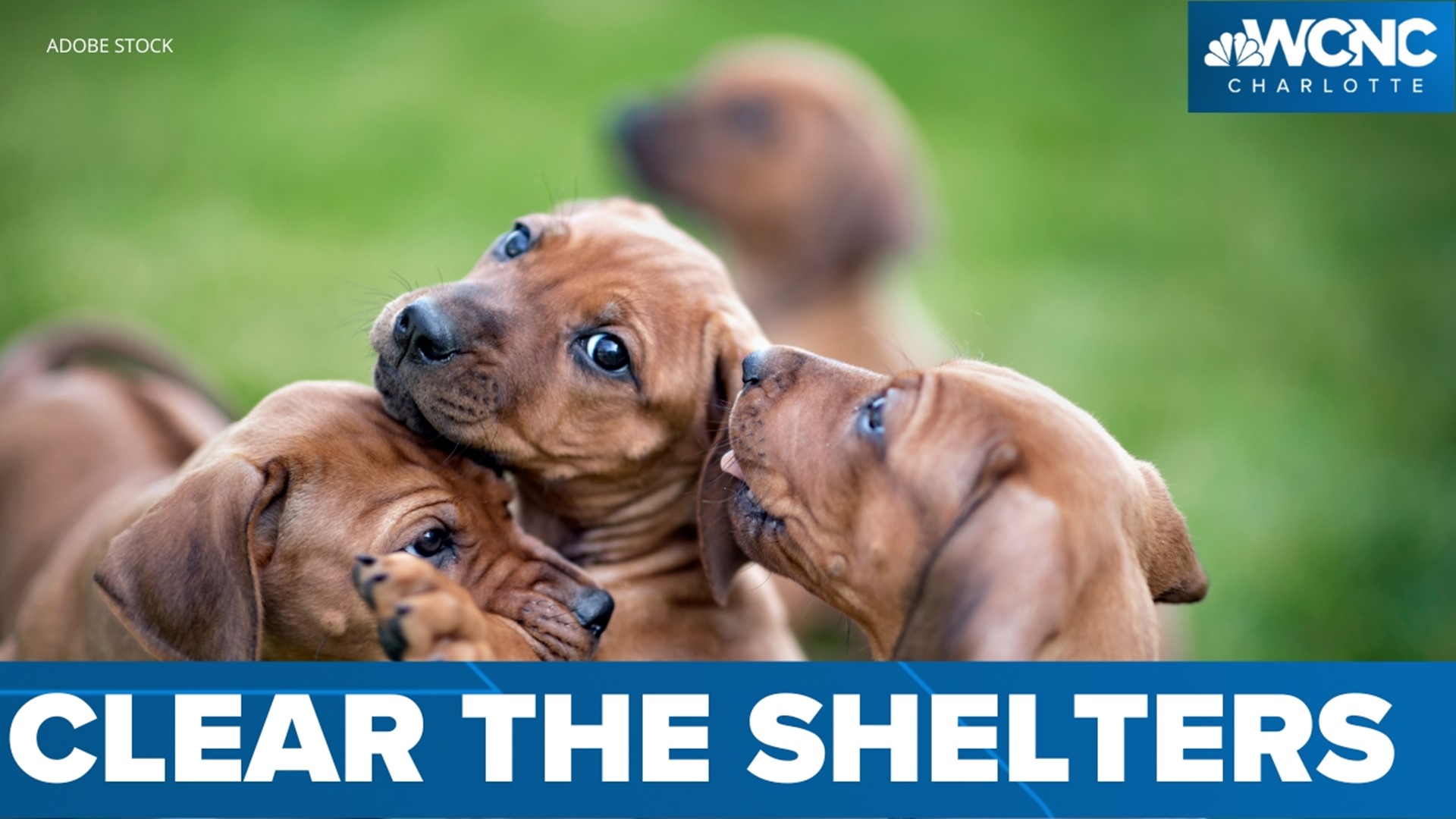 Adopt a pet Saturday during Clear the Shelters Day!