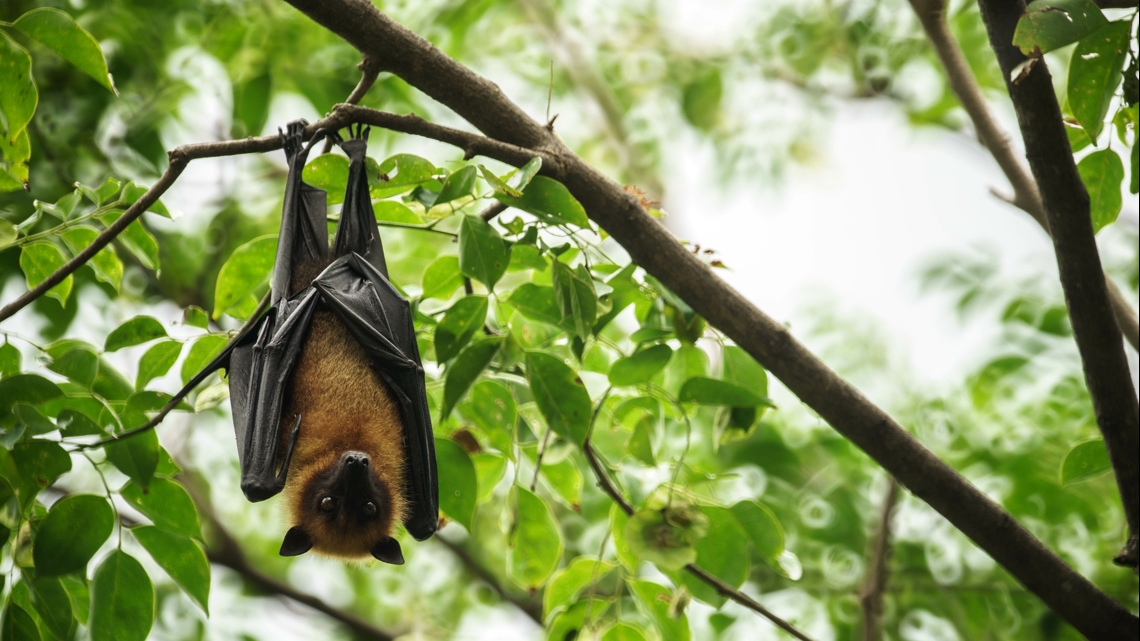 Multiple Rabies Cases Confirmed in North Carolina, Virginia, Florida in 2025
