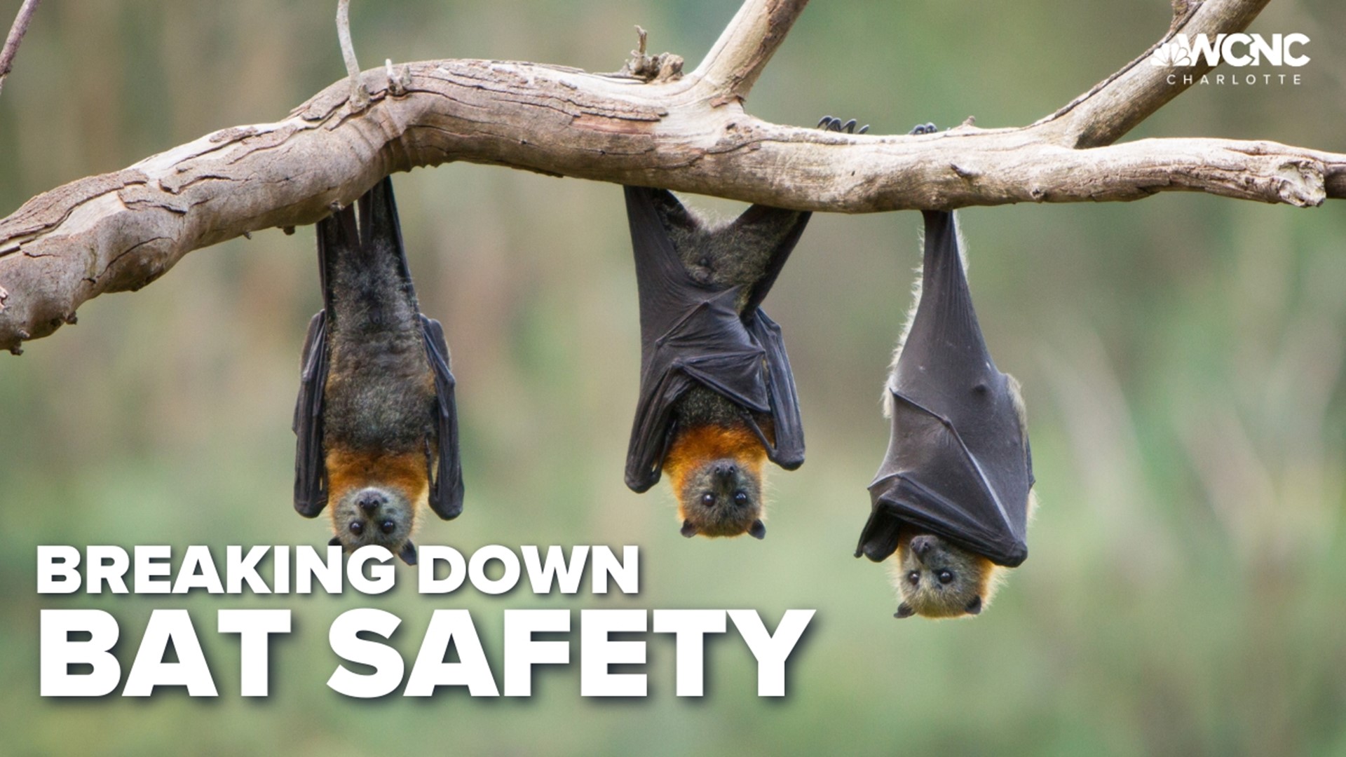 Protecting your home, business from bats wcnc.com
