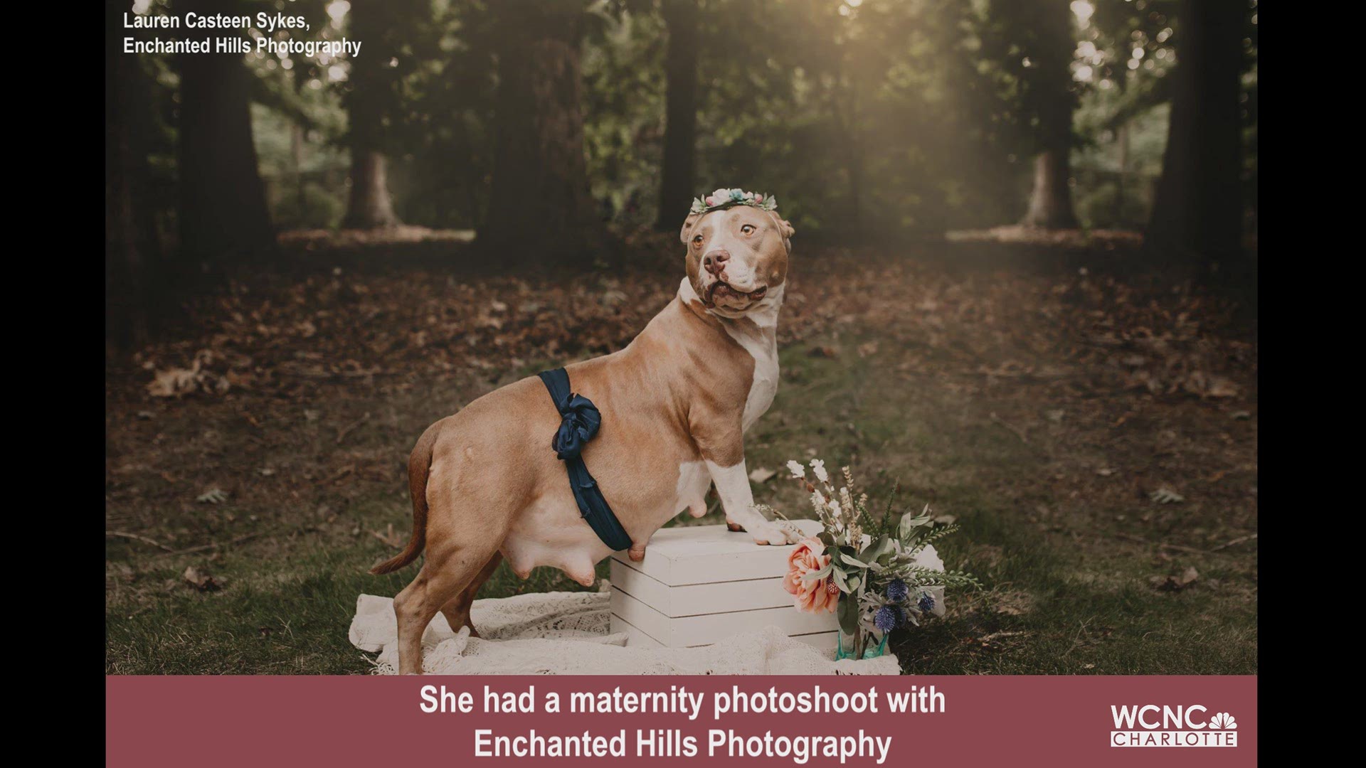 Pregnant pitbull gets maternity photoshoot
