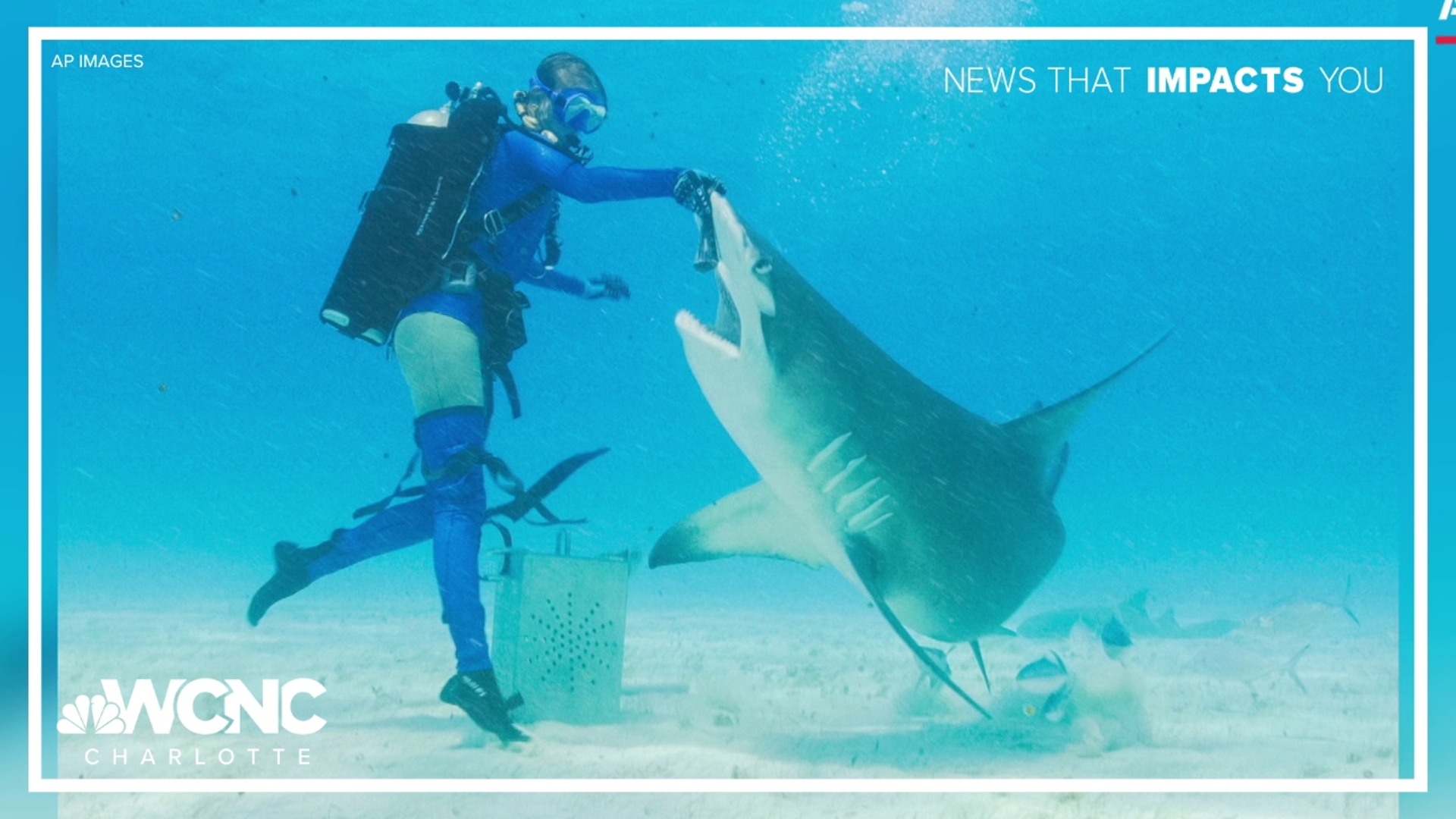 Shark Week on the Discovery channel is airing a show where professional scuba divers dance with sharks.
