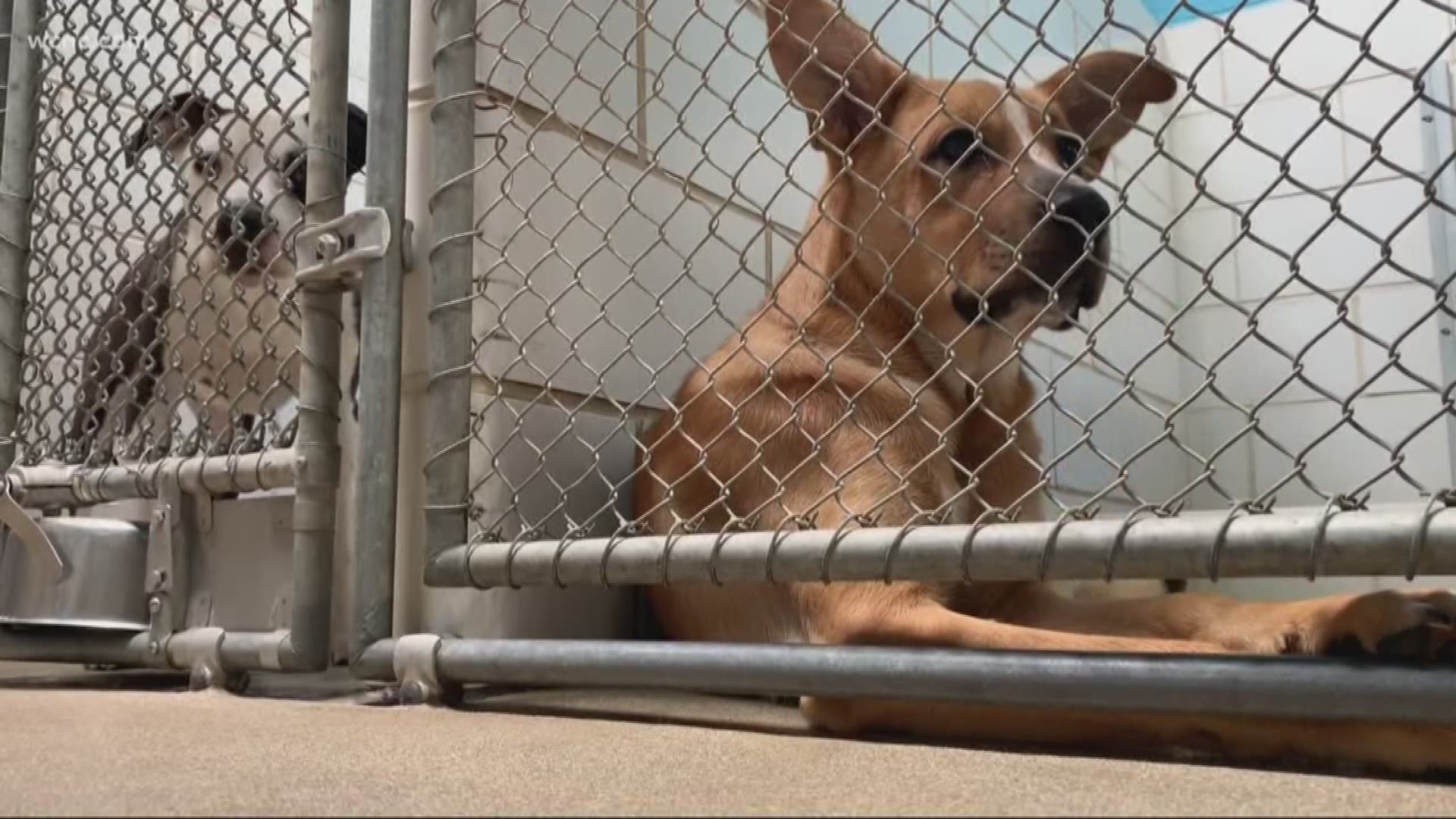 Animal shelter starts 'staycation' program to give dogs a break from kennel  