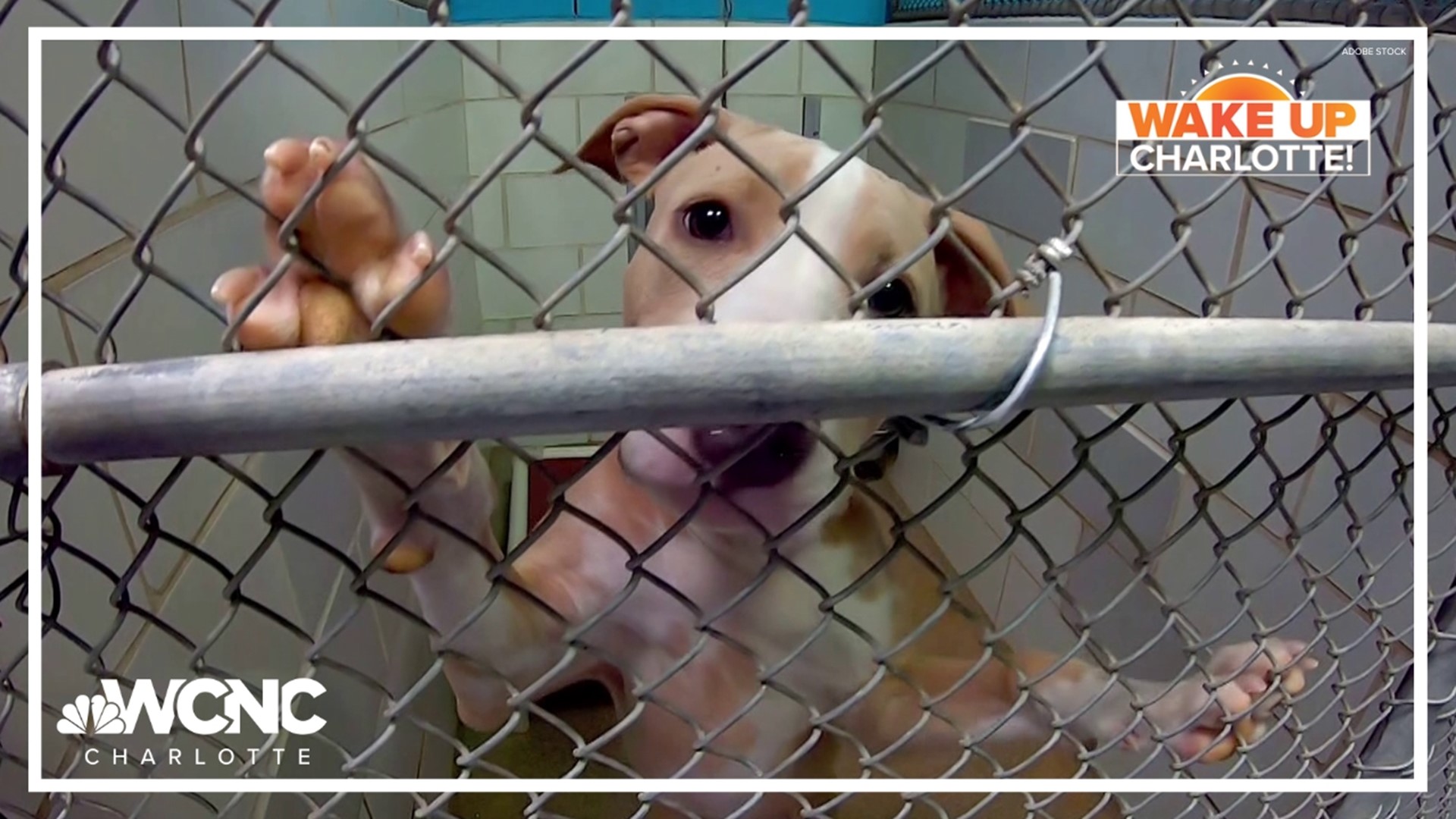 At 7pm, CMPD Animal Care & Control will need need to clear more than 35 dog kennels  because of renovations the shelter says are mandatory.