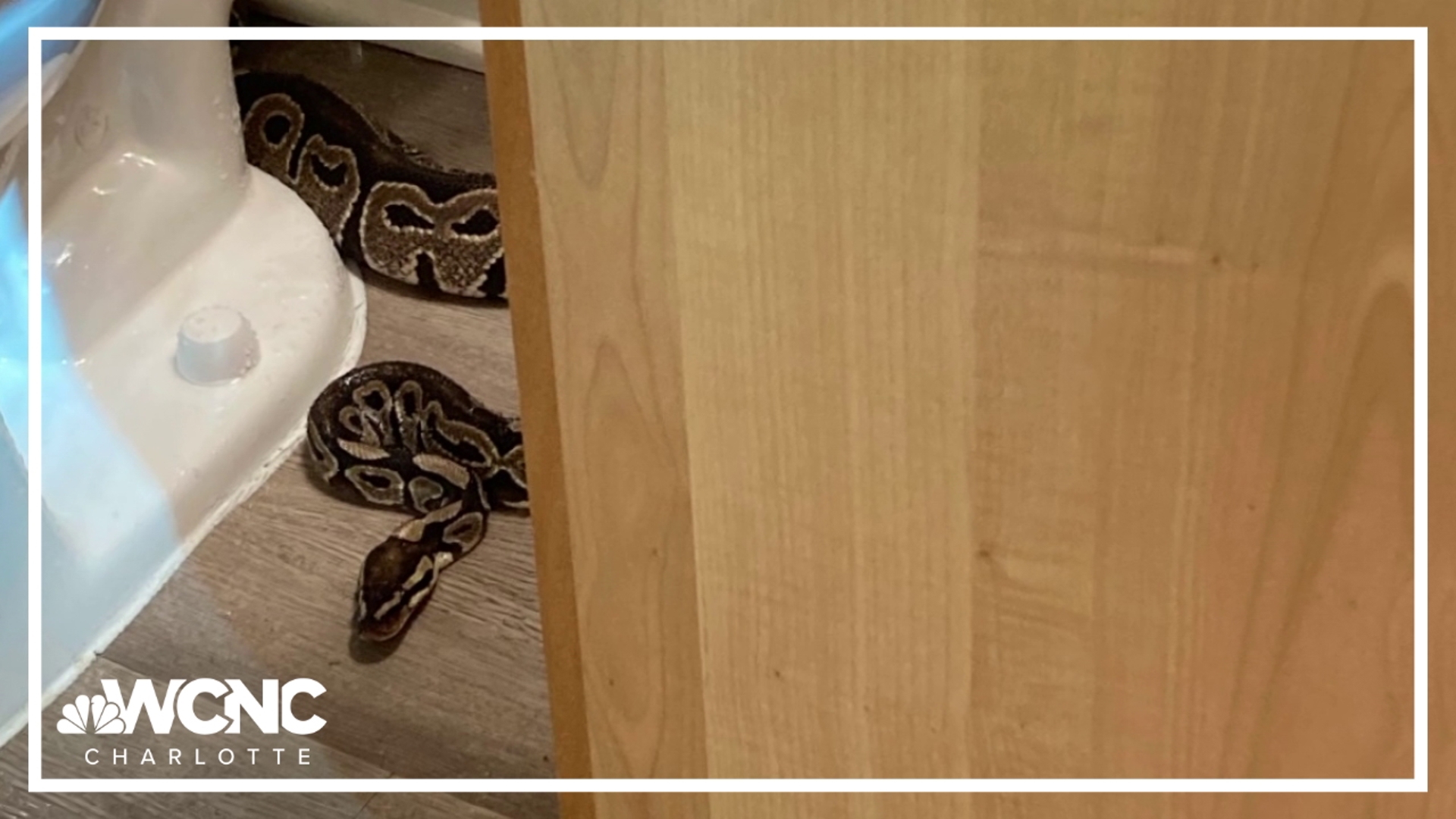 A woman called Richland County deputies after she woke up and found a python in her bathroom.