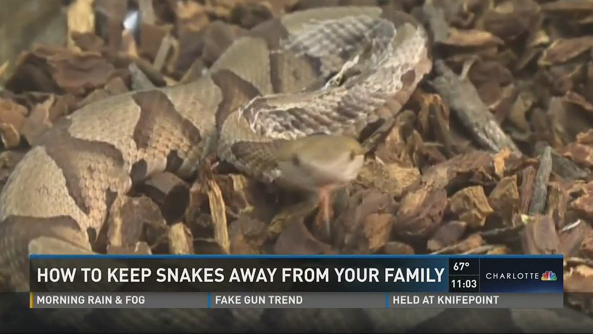 A dangerous snake attack at a local Lowe's has experts sounding off on what you need to know about snakes.