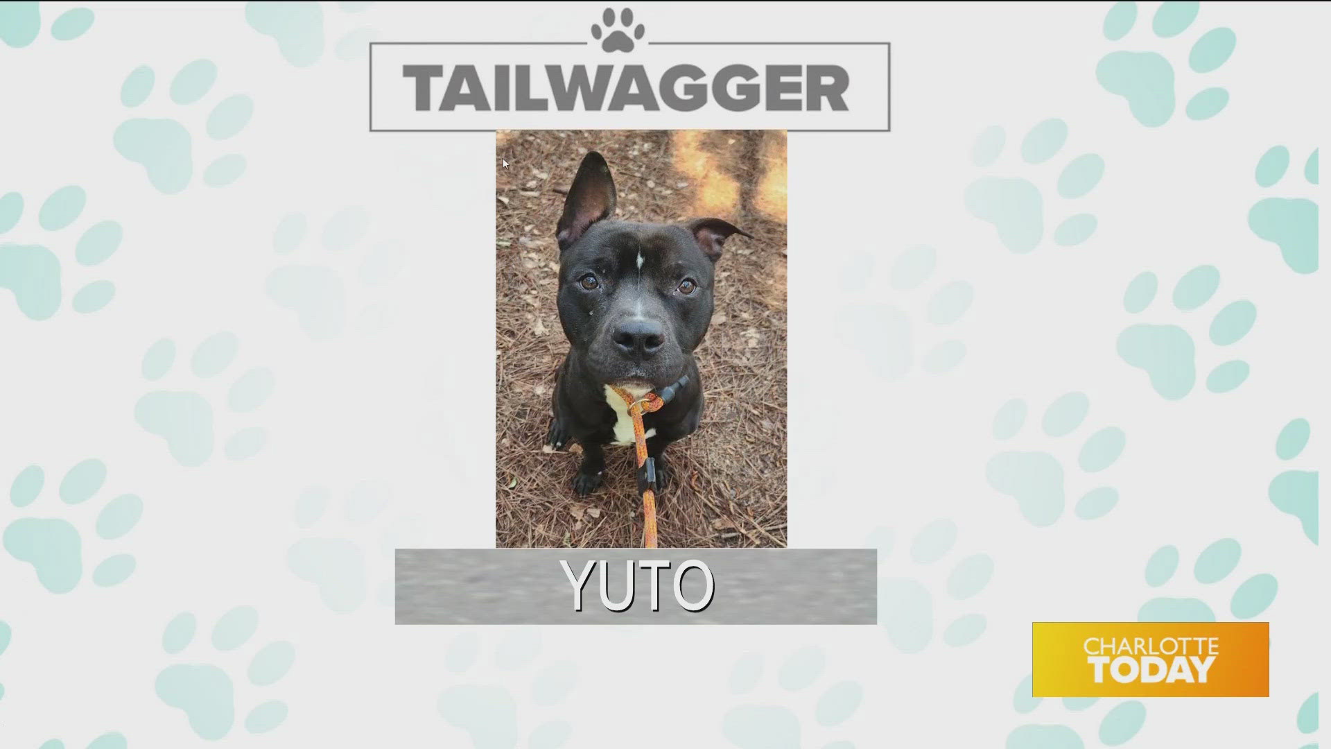 Yuto is available for adoption from Animal Care and Control