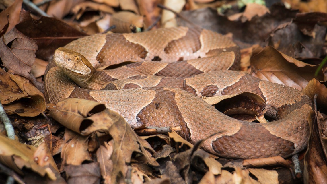 Nc Wildlife Officials Asking Public To Report Snake Sightings Wcnc Com