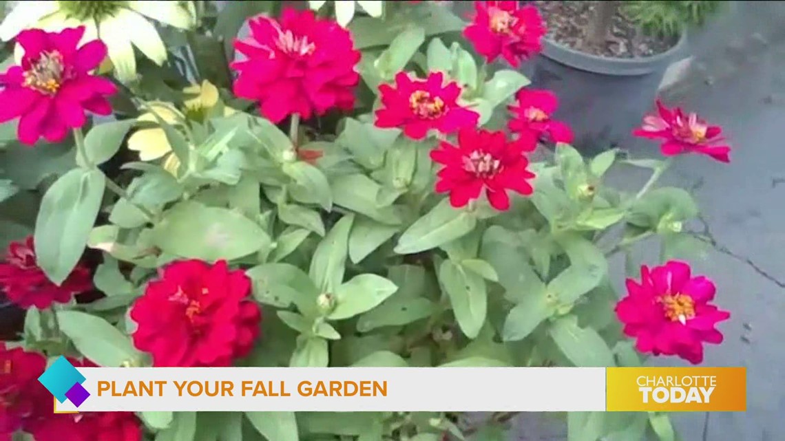 Plant Your Fall Garden With Help From Pike Nursery Wcnc Plant Your Fall Garden With Help From