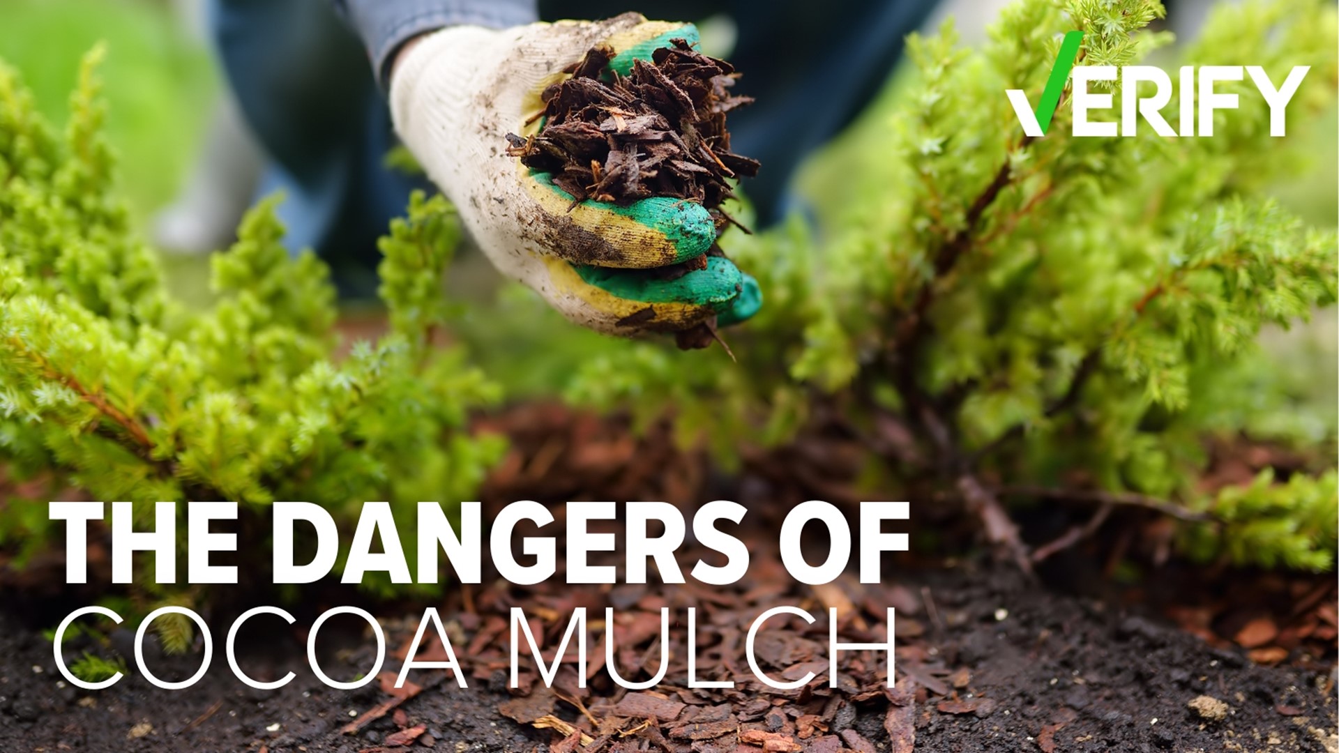 Several posts on the internet warns not to use Cocoa Mulch in your beds, saying it's toxic to dogs.