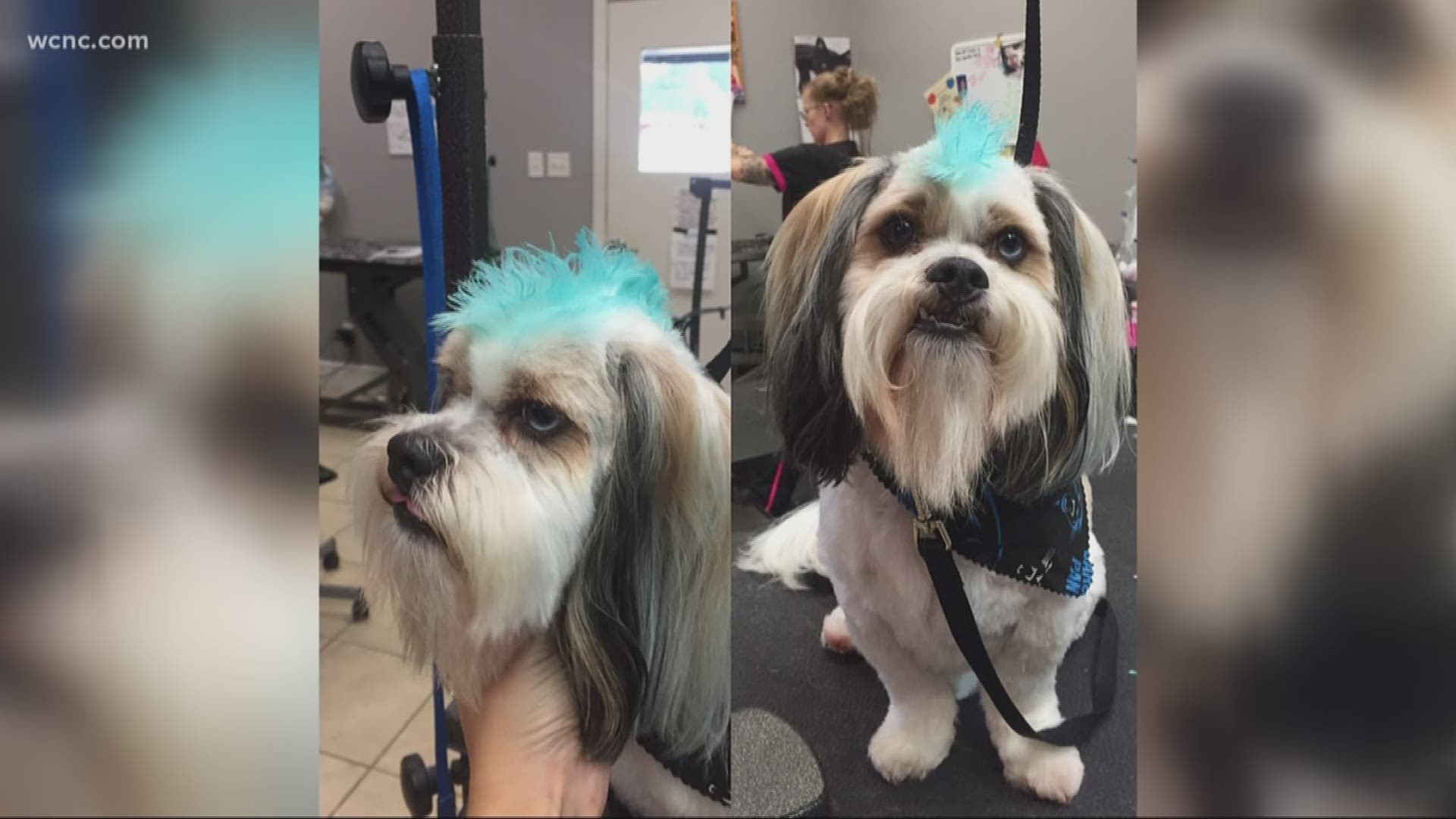 Pets are happier, healthier and more outgoing if they are groomed regularly. Modern Pet Salon does it all – they’ll even entertain your pet while you’re at work!
