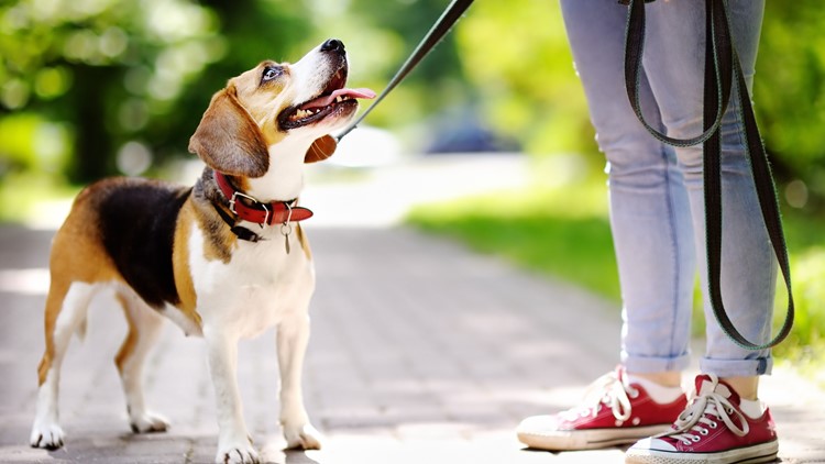What are the leash laws in Charlotte?