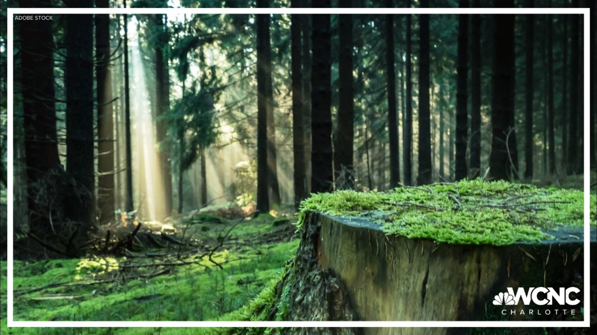 Coach LaMonte explains how a tree stump can teach a life lesson on how to protect ourselves from getting cut down by life.