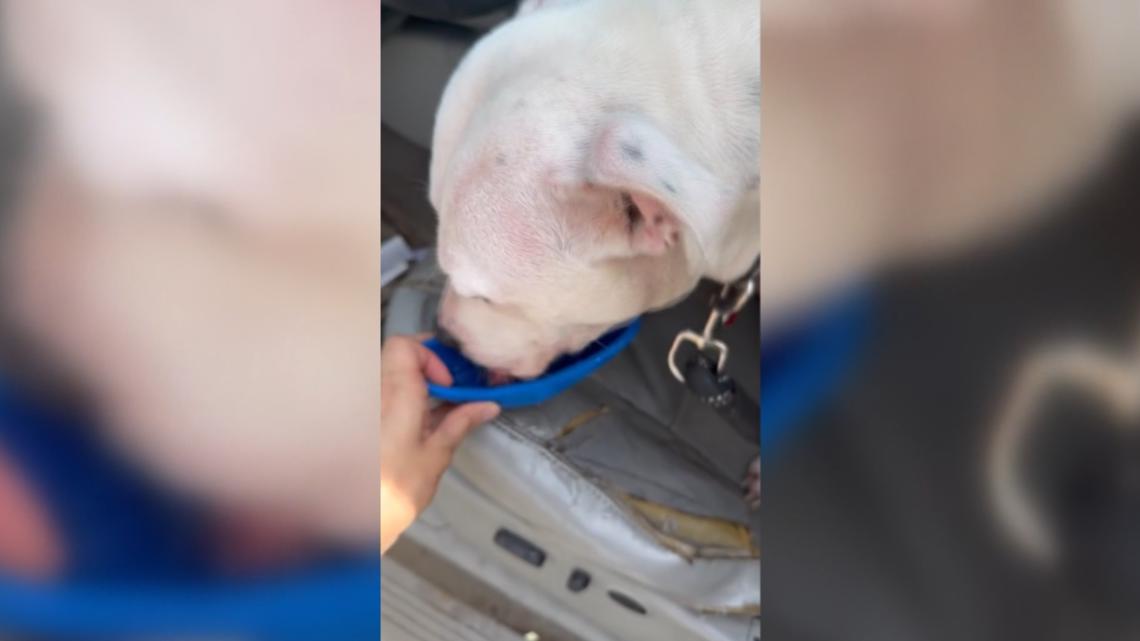 Cornelius Police Suspend Officer After Viral Hot Car Dog Incident