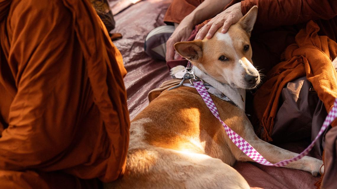 Buddhist monks reunited with Aloka the Peace Dog in Charlotte