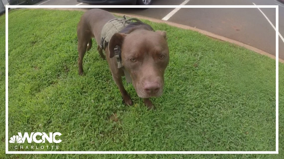 Clear the Shelters at Gaston County Animal Care & Control | wcnc.com