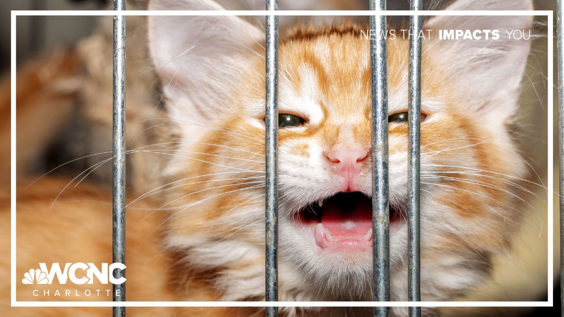 Rowan County animal shelter closes cat building due to virus | wcnc.com