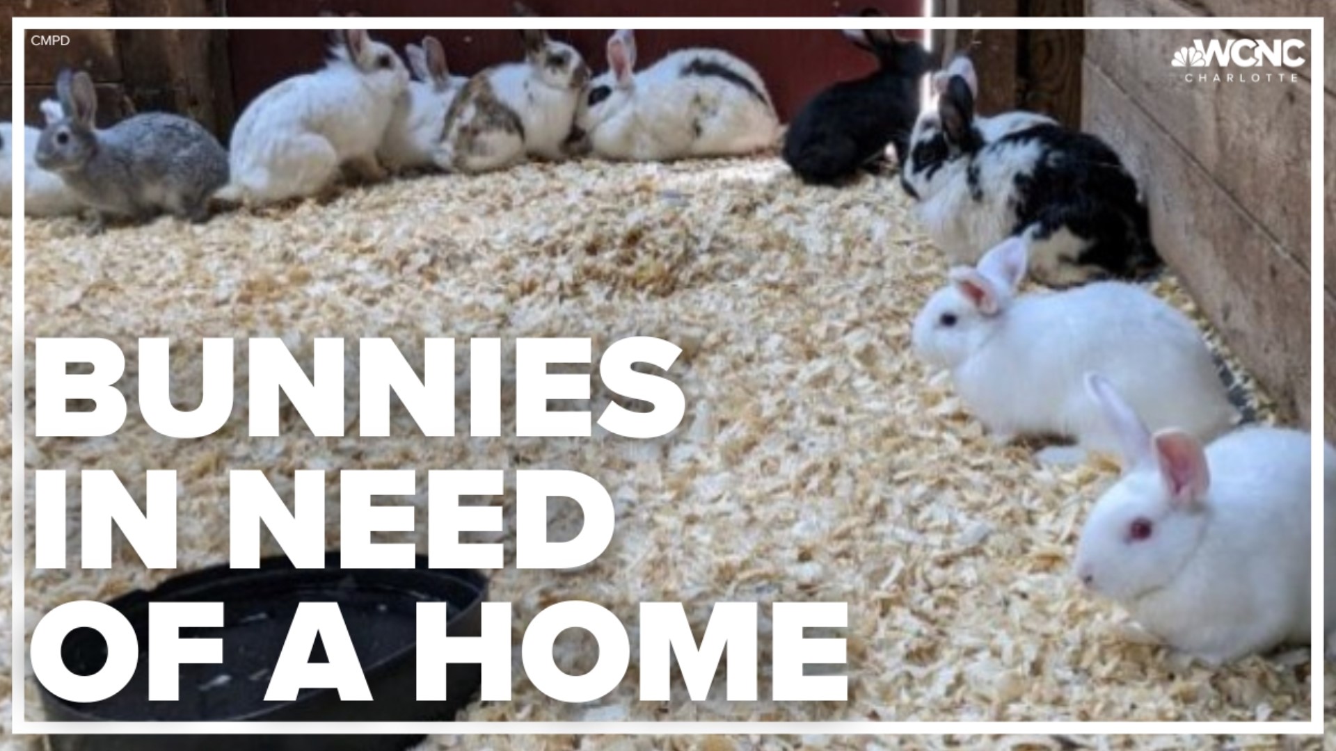 CMPD Animal Care and Control needs your help finding homes for 30 bunnies.