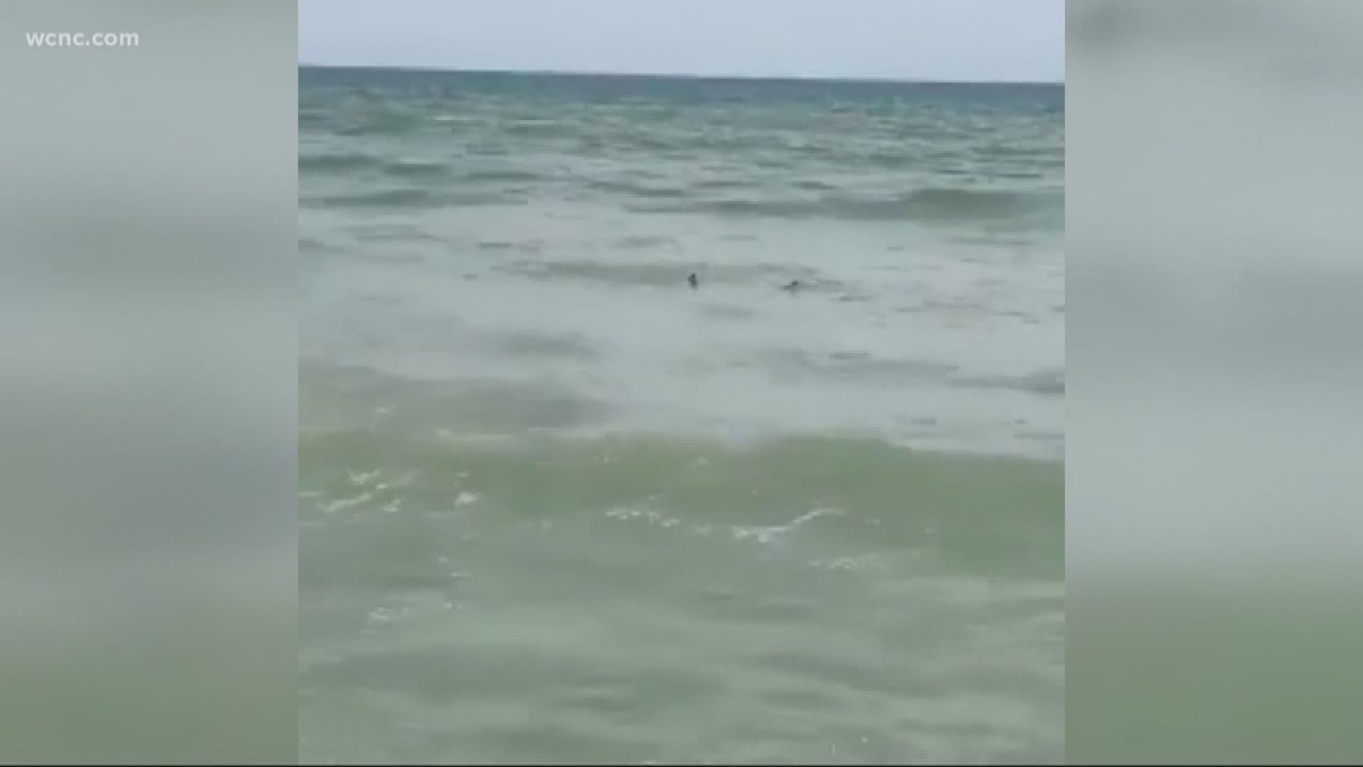 A South Carolina woman's video is going viral after she spotted a Blacktip Shark swimming just off the shore in Myrtle Beach State Park.