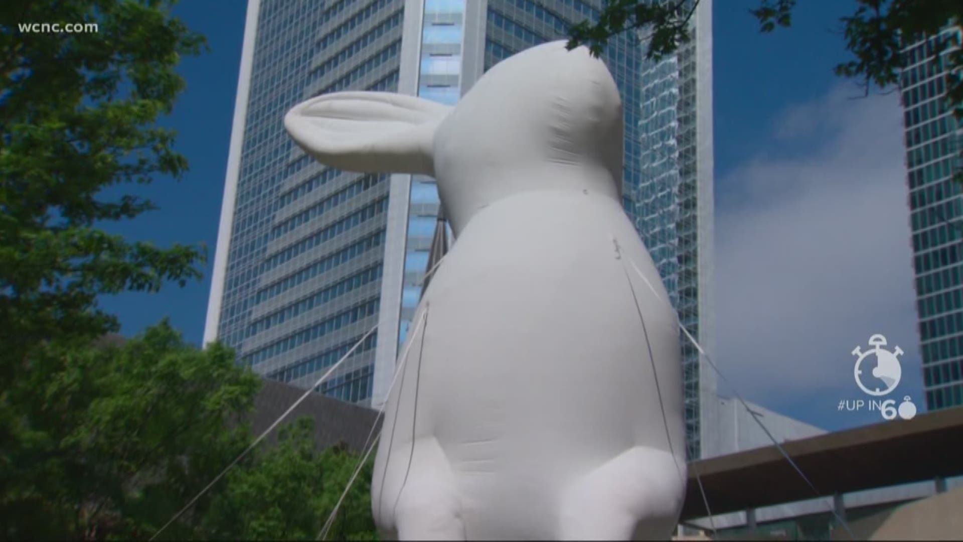 If you've got a little extra hop in your step while walking through uptown, there's probably a good reason. Inspired by the true invasion of bunnies in AUstralia, larger-than-life blowup bunnies are taking over the Queen City.