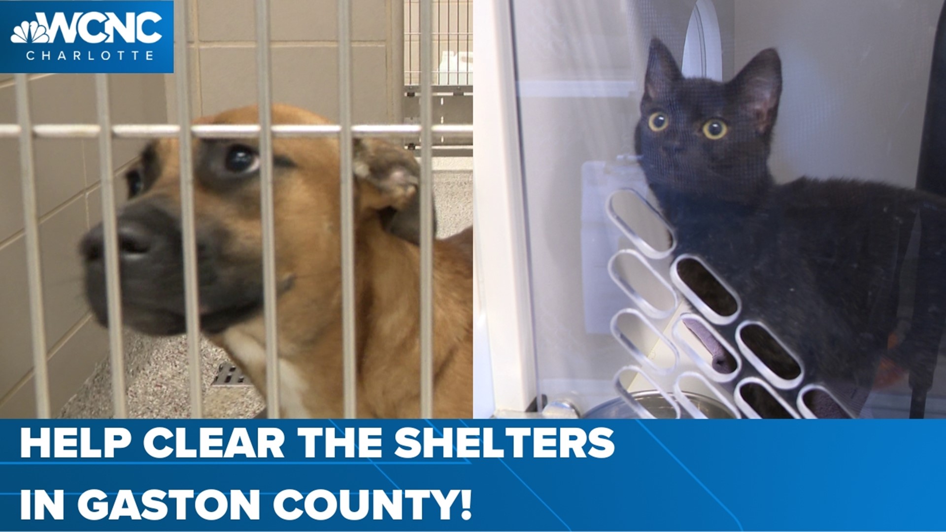 Clear the shelters: Free cat & dog adoptions this weekend 