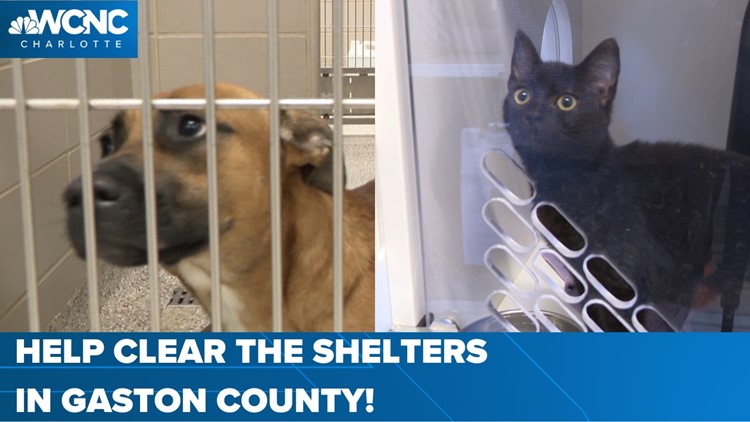 Help clear the shelters in Gaston County!