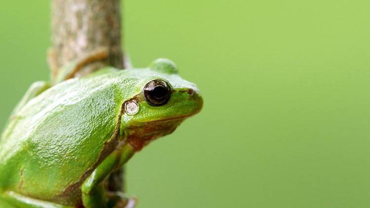 Frogs respond to warmer temperatures. Here's why