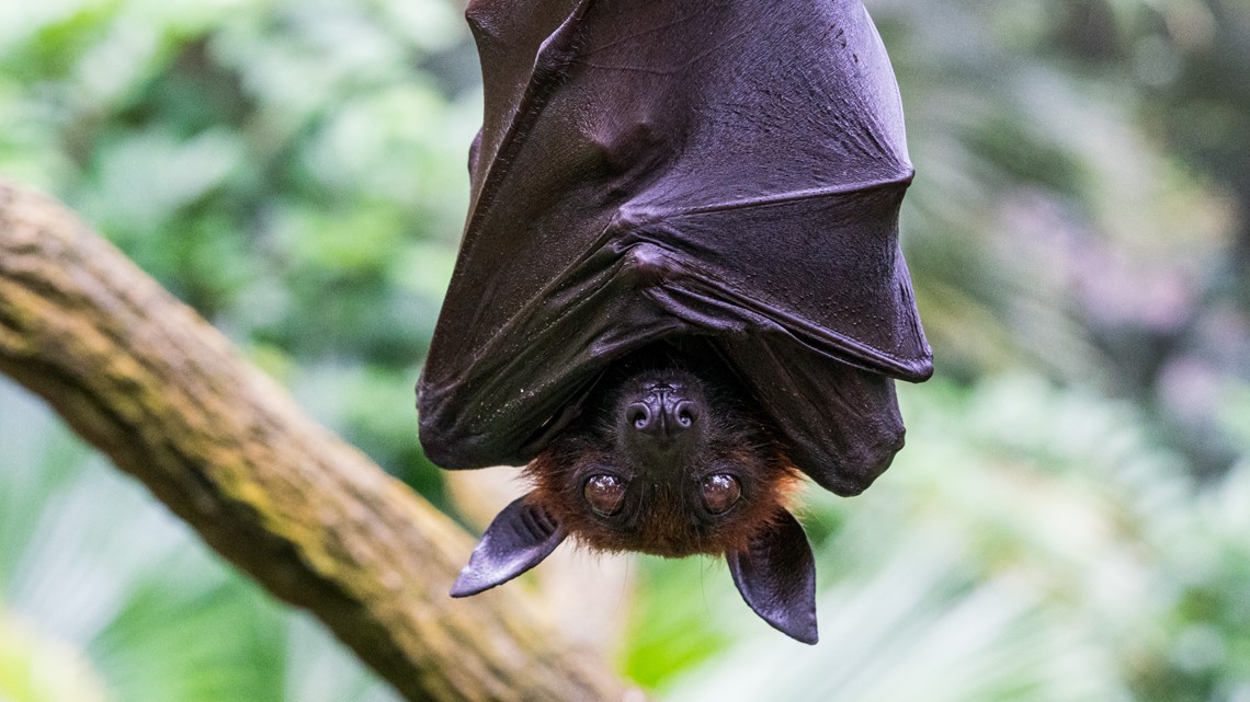 Protecting Your Home Business From Bats Wcnc Com   Fcbf599d E2bd 4eab 90bb 476274aefe21 1140x641 