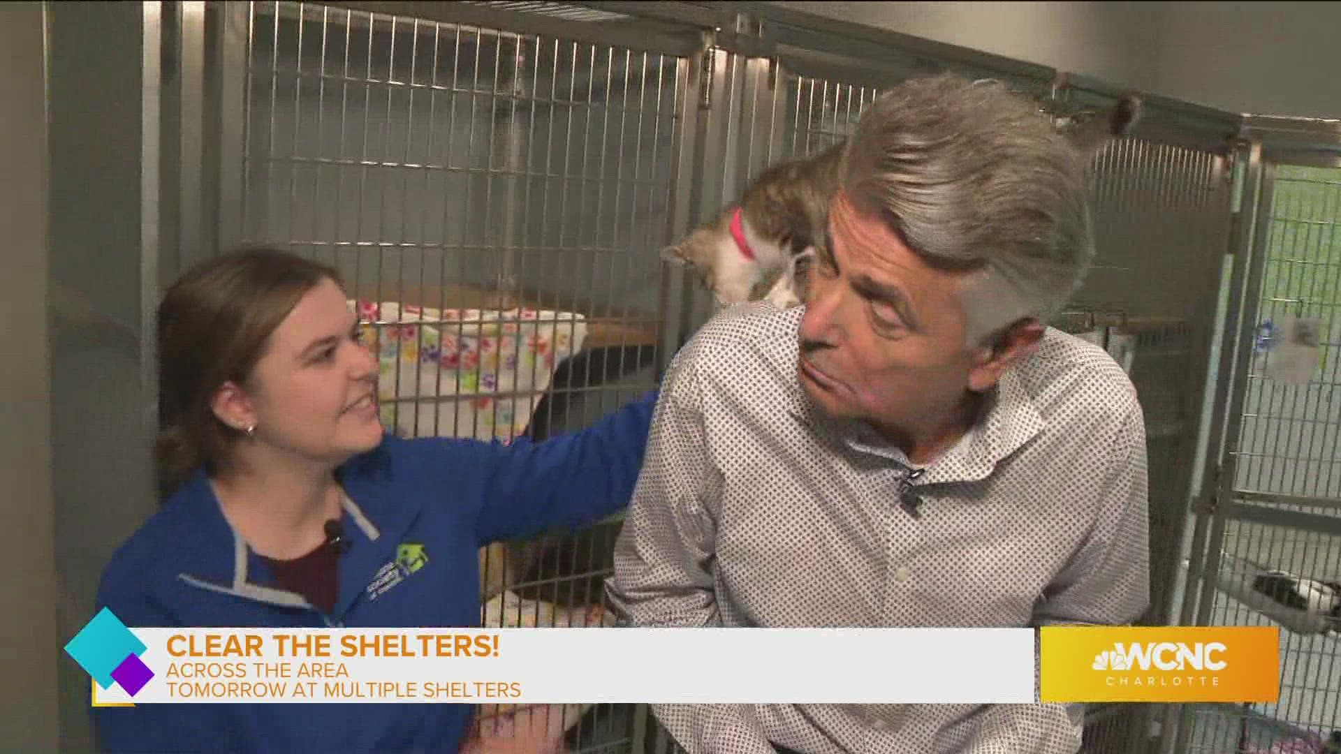 Help WCNC Charlotte Clear The Shelters | Wcnc.com