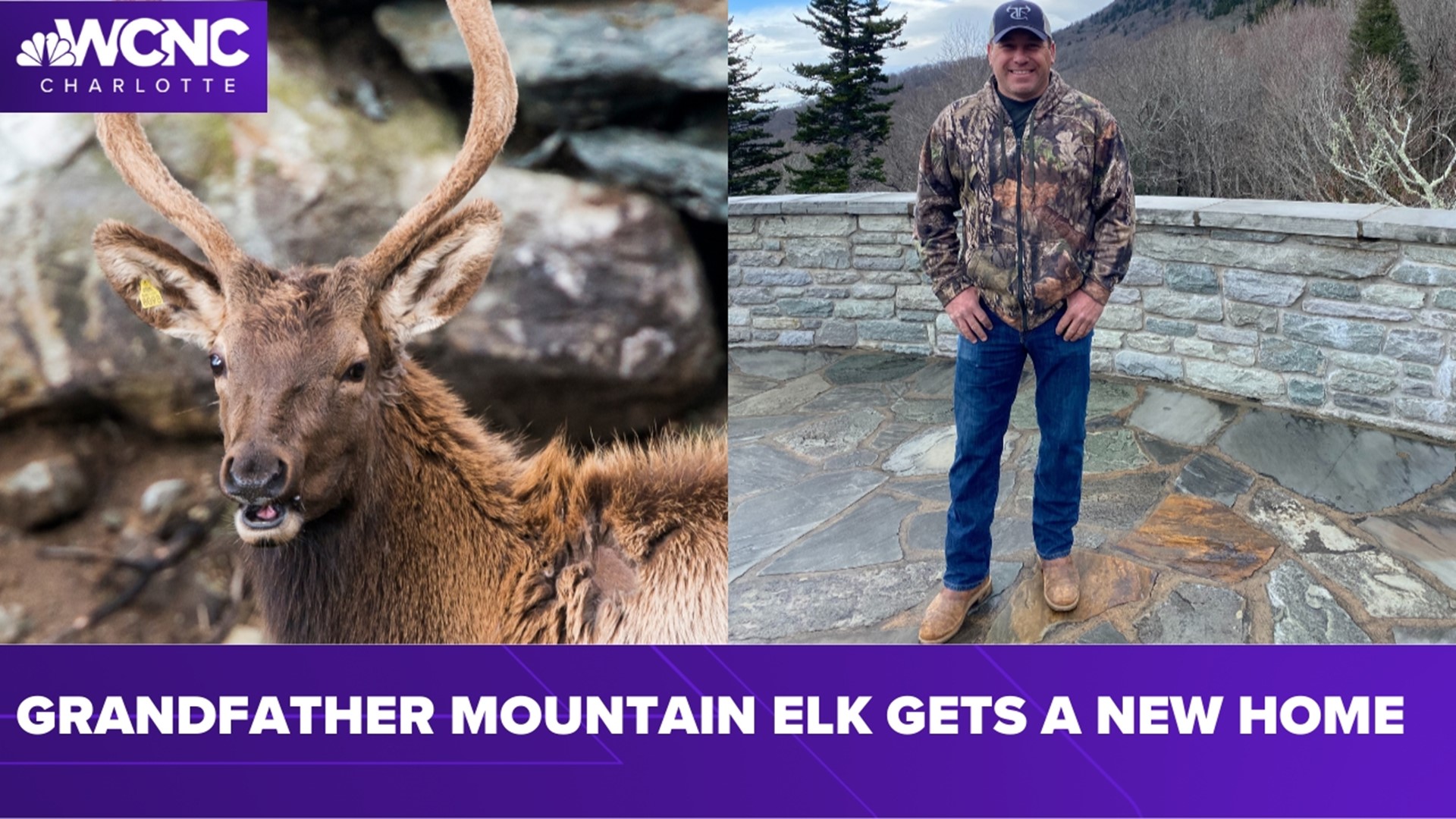 For the last year, three elk have been roaming about Grandfather Mountain near Linville. Now, one of them is getting a new home with NASCAR driver Ryan Newman.