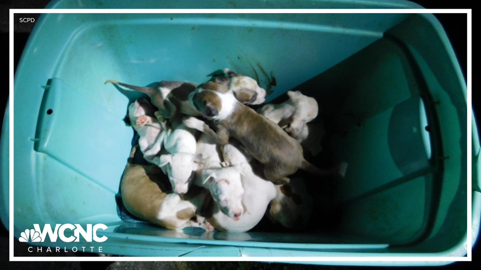The Pit Bull puppies were without sufficient air, shelter, food and water and were covered in feces, according to police.