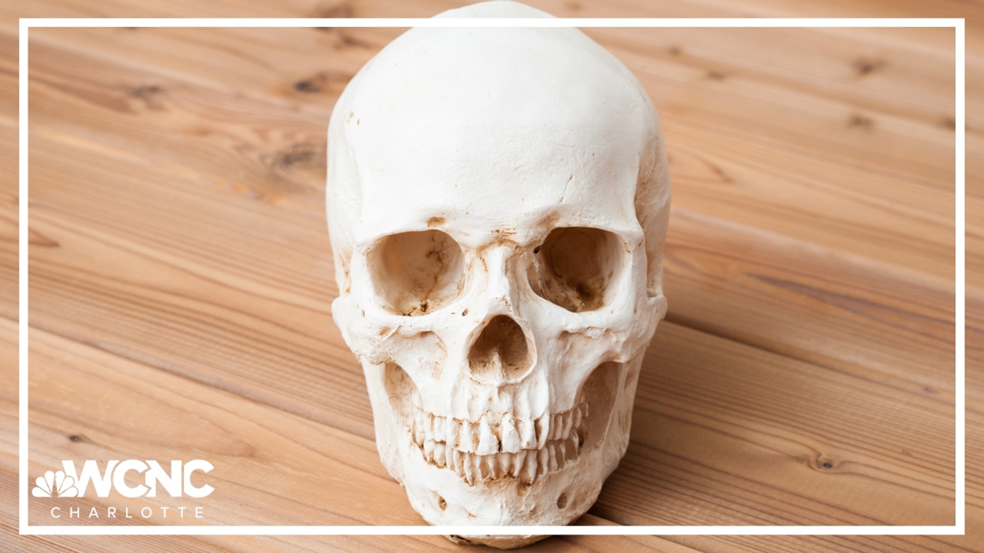 A Florida anthropologist found a real human skull in the Halloween section of a thrift store.