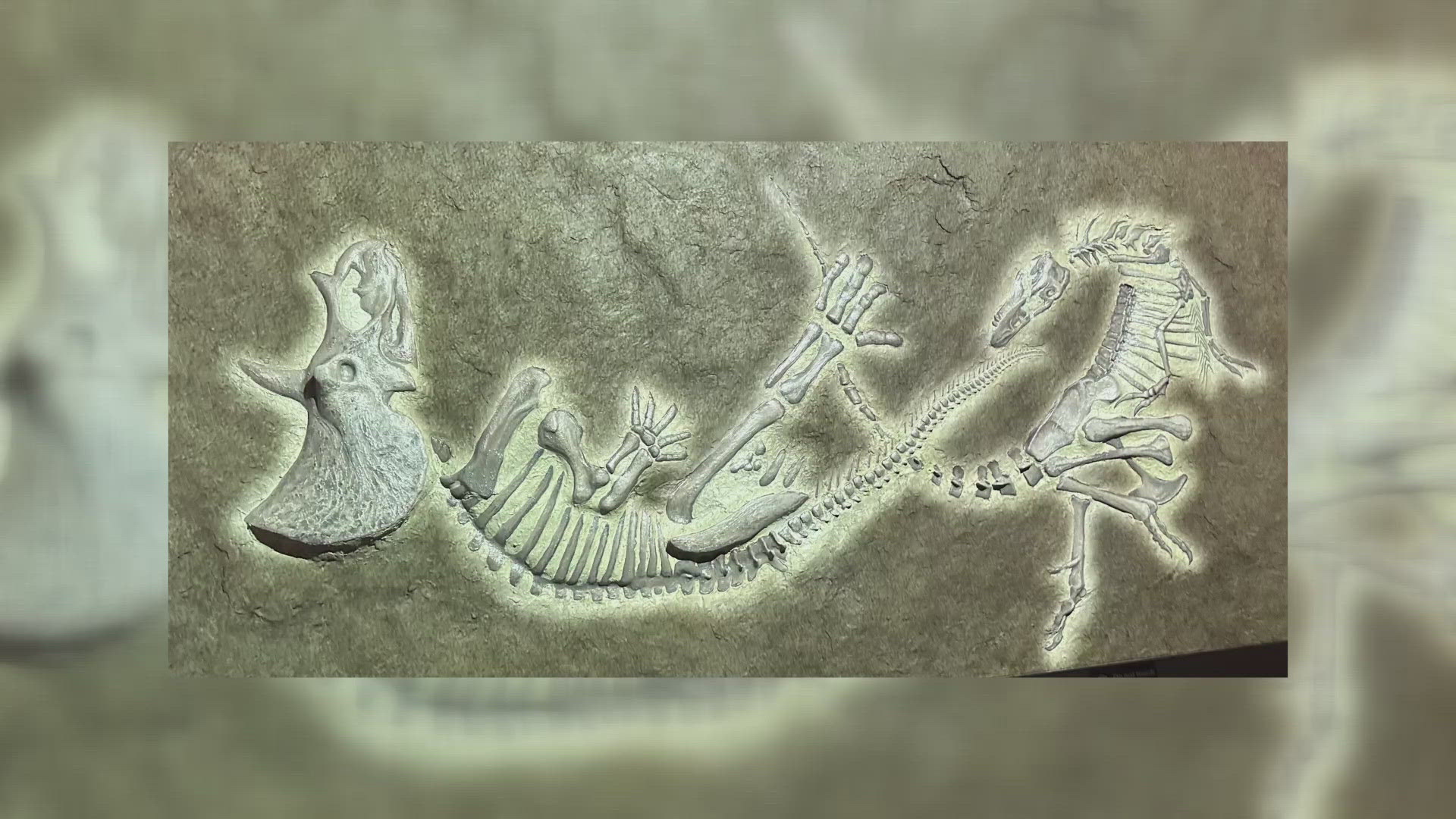 National Dueling Dinosaurs Day is a day marked by the North Carolina Museum of Natural Sciences as an anniversary for the opening of their dueling dinosaurs exhibit.