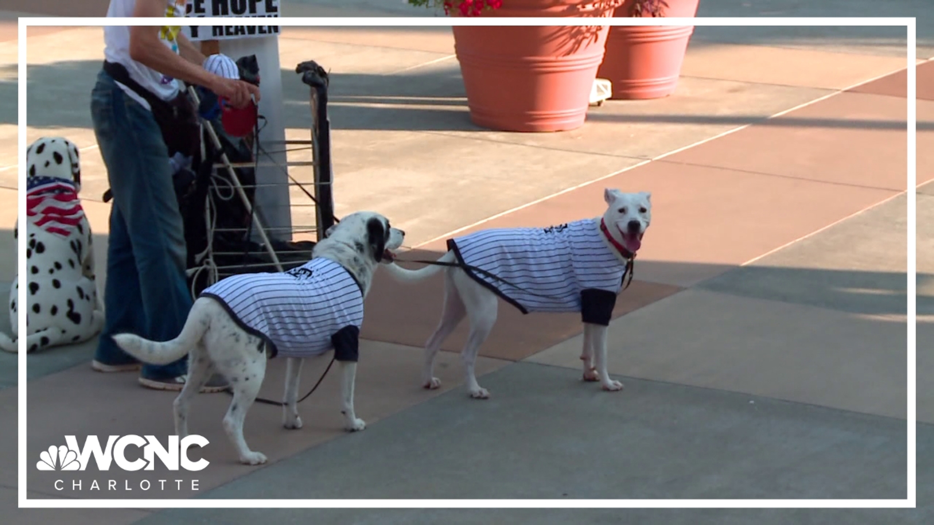 The Knights host Bark in the Ballpark a few times a year. It's a game where furry friends are invited too!