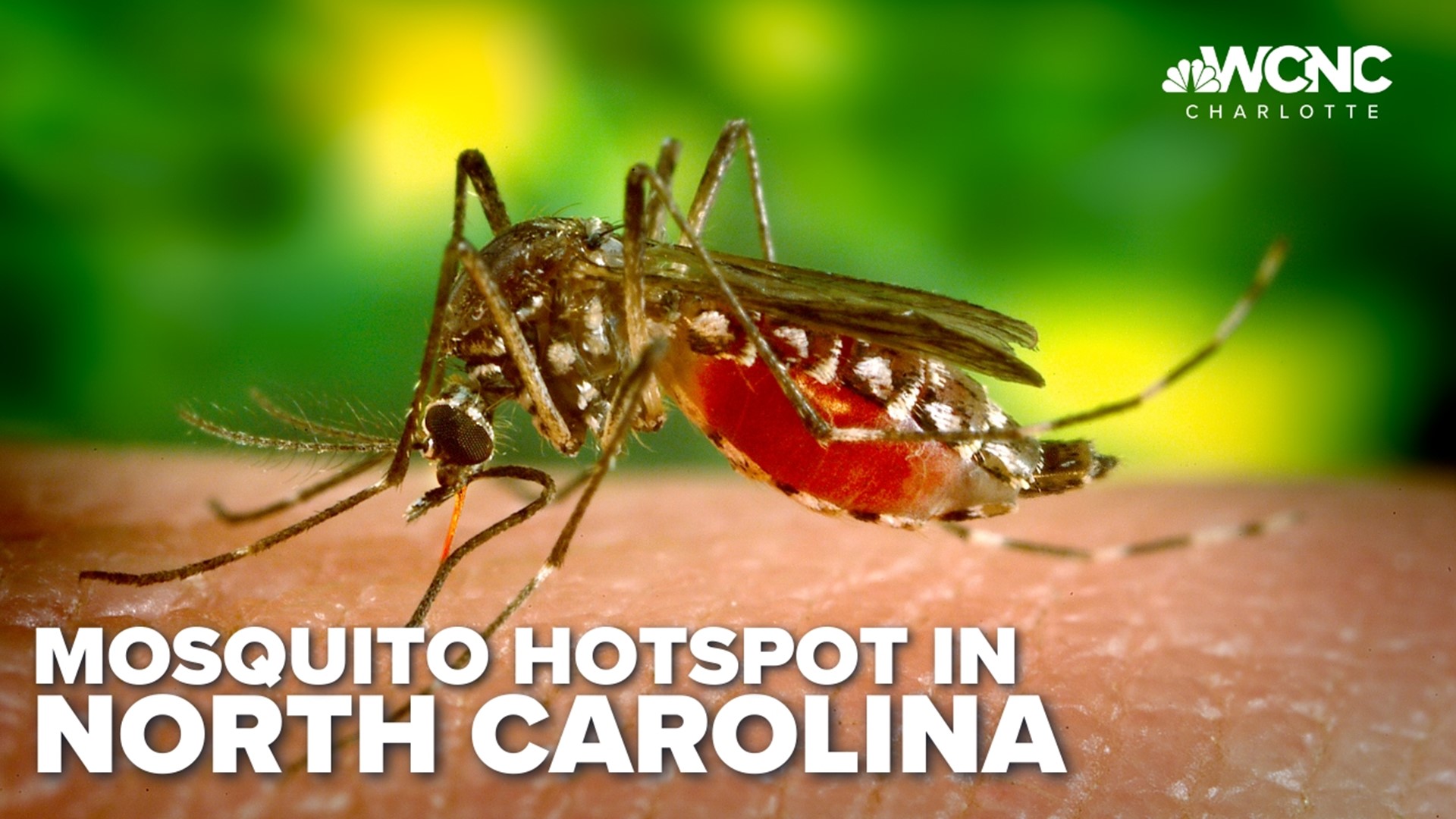 A new study shows the Carolinas are ranked among the most mosquito prone states.