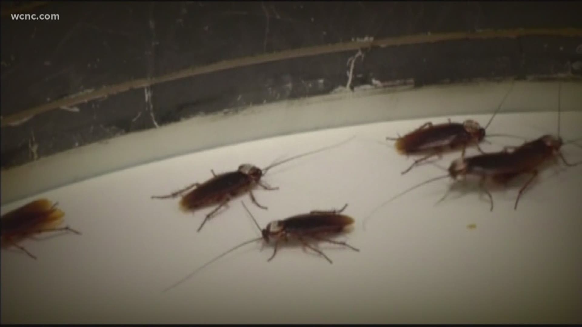 Warmer weather brings out the cockroaches in the Carolinas