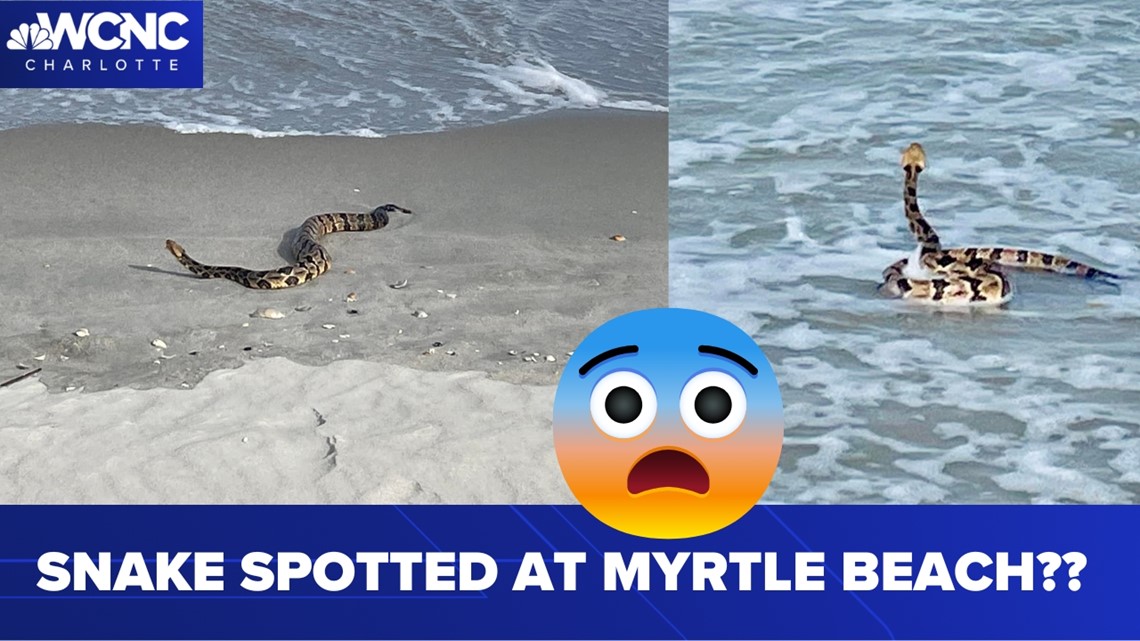 Rattlesnake recorded on video on Myrtle Beach State Park